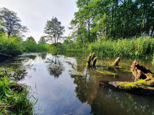 Staw i zieleń w bezpośrednim sąsiedztwie domku Na Roztoczu