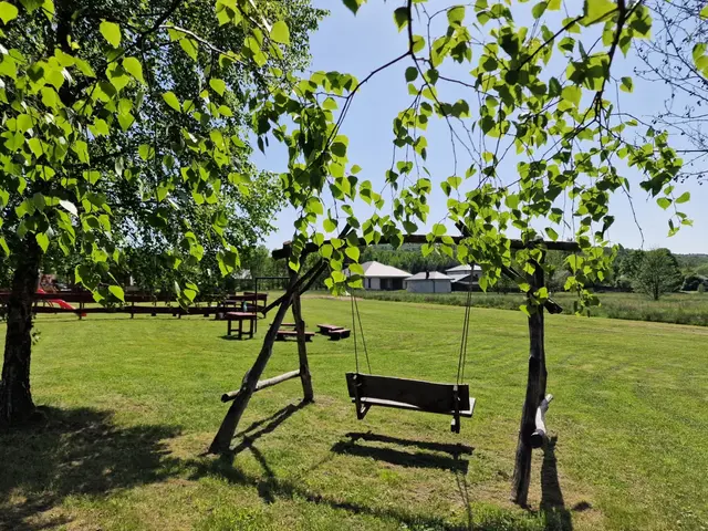 Drewniana huśtawka zawieszona pod rozłożystym drzewem na łące
