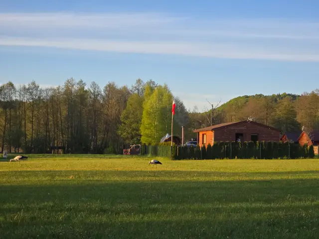 Łąka przed domkiem o zmierzchu, na pierwszym planie bociany