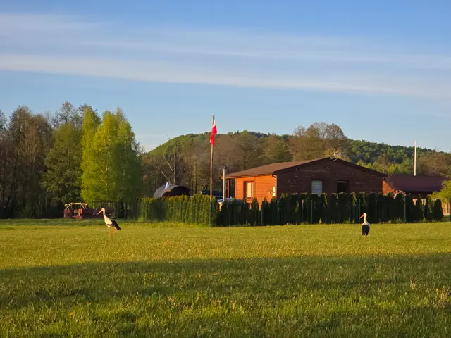 Bocian na łące w sąsiedztwie Domku Na Roztoczu