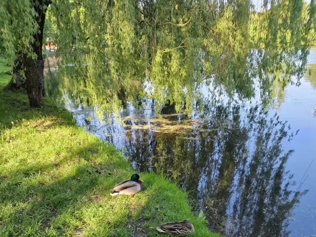 Strumień i bujna zieleń w najbliższej okolicy domku